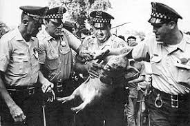 chicago-pig